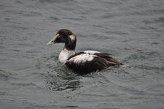 Somateria mollissima