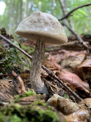 Leccinellum albellum