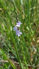 Verbena xutha