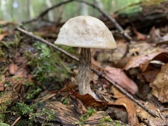 Leccinellum albellum