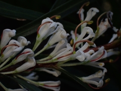 Hakea eriantha