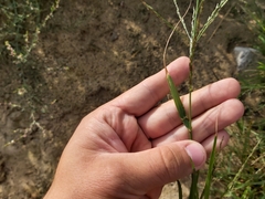 Poaceae