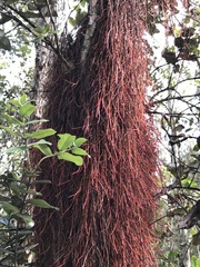 Metrosideros polymorpha