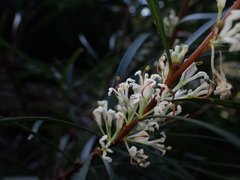 Hakea eriantha