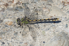 Ophiogomphus occidentis
