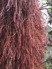 Metrosideros polymorpha