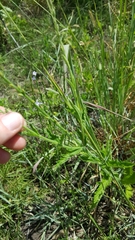 Verbena xutha
