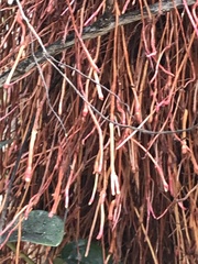 Metrosideros polymorpha