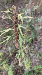 Leonurus glaucescens