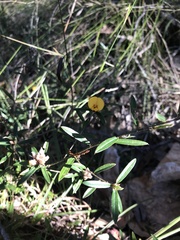 Pultenaea retusa