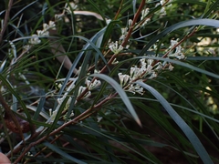 Hakea eriantha