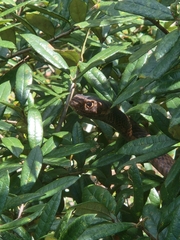 Masticophis flagellum flagellum