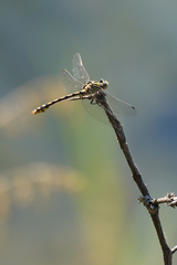 Ophiogomphus occidentis