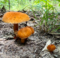 Gyroporus castaneus