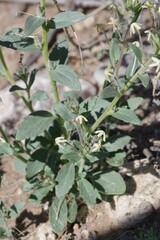 Lyperia