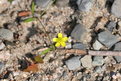 Ranunculus reptans