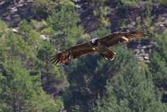 Gypaetus barbatus