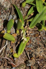 Bulbophyllum humblotii image