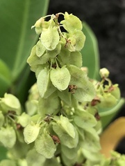 Rumex skottsbergii