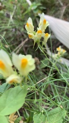 Linaria vulgaris