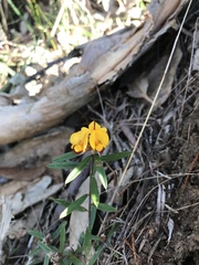 Pultenaea retusa