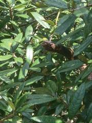 Masticophis flagellum flagellum