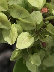Rumex skottsbergii