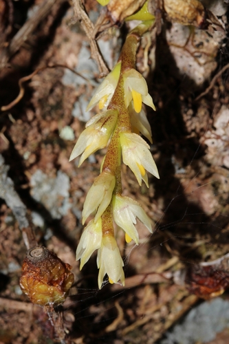 Bulbophyllum humblotii image