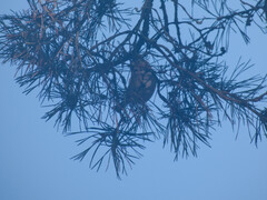 Lophophanes cristatus