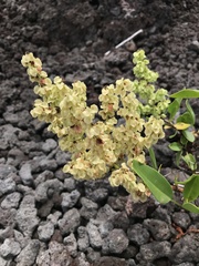 Rumex skottsbergii
