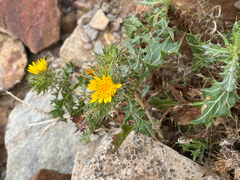 Asteraceae