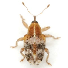 Lignyodes varius