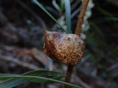Hakea eriantha