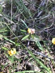 Pultenaea retusa