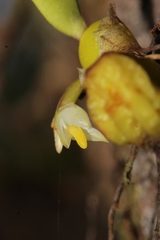 Bulbophyllum humblotii image