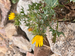 Asteraceae