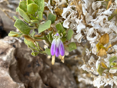 Acanthaceae
