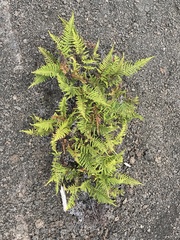 Pityrogramma austroamericana