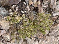 Acanthaceae
