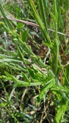 Verbena xutha