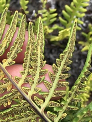 Pityrogramma austroamericana