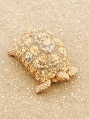 Stigmochelys pardalis
