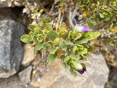 Acanthaceae