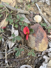 Kennedia prostrata