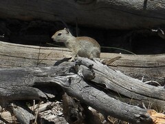Urocitellus beldingi