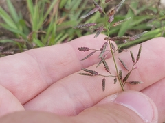 Eragrostis minor