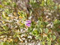 Acanthaceae