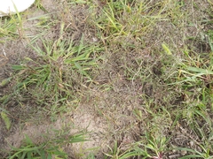 Eragrostis minor
