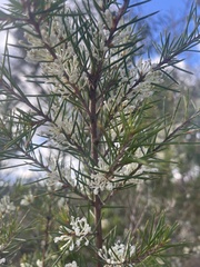 Hakea sericea