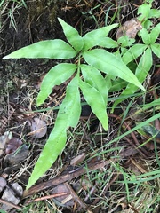 Pteris cretica